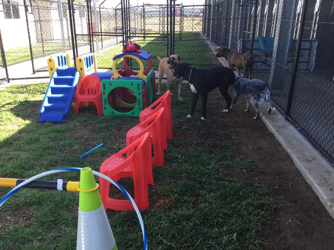 Maraboon Pet Resort QLD Veterinary Clinic, Boarding Kennel, Cattery